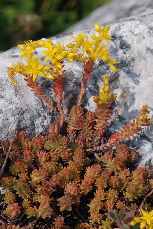 Sedum sexangulare / Borracina insipida